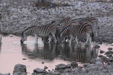 Zebras at waterhole  Etosha  Namibiaの写真素材