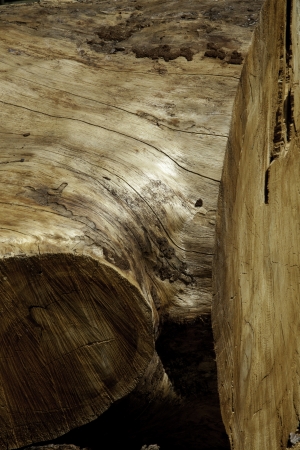 Close-up shot of stripped tree barkの写真素材