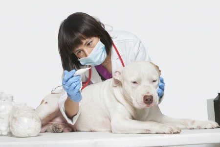 Female veterinarian checking temperature of dog over gray backgroundの写真素材