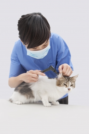 Female veterinarian examining cat's ear with an otoscope device against gray backgroundの写真素材