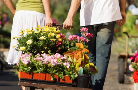Young couple pulling cart with potted flowers in garden centre rear view (low section)の写真素材