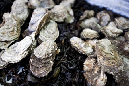 Close up of oystersの写真素材