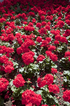 Red flowersの写真素材