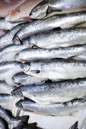 Full frame shot of freshly caught fishesの写真素材