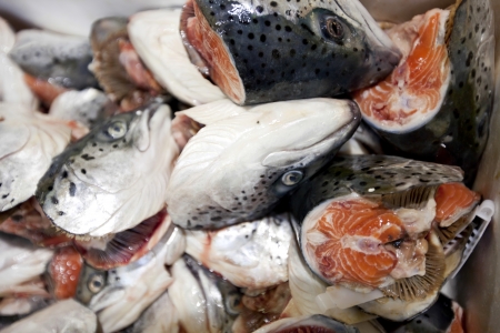 Close-up of chopped fishes in marketの写真素材