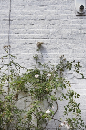 Plant growing against white brick wallの写真素材