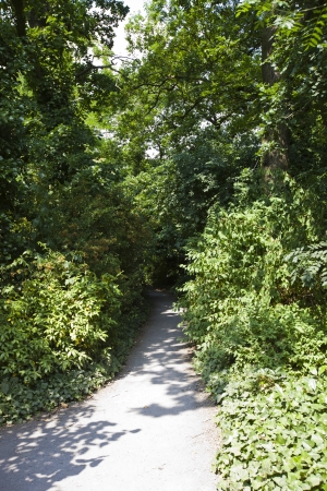 Trees growing along empty country roadの写真素材
