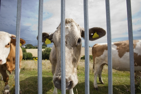 Close-up of cows in pen  against blue skyの写真素材