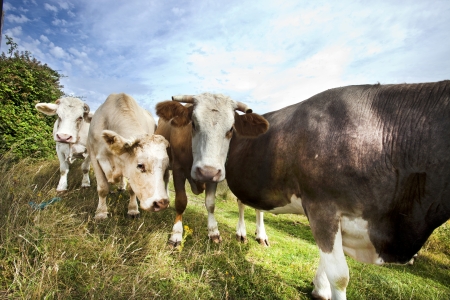Close-up of cows in pen  against blue skyの写真素材