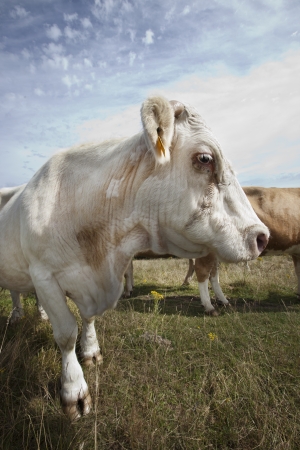 Close-up of cows in pen  against blue skyの写真素材