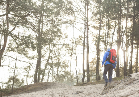 Rear view of male hiker in forestの写真素材
