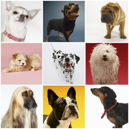 Collage of various pet dogsの写真素材