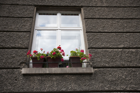 Flower pots at window sill