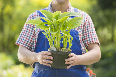 Midsection of gardener holding potted plant at nurseryの写真素材