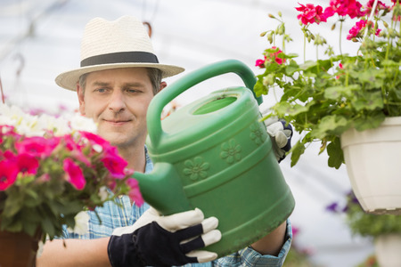 Middle-aged man watering flower plants in greenhouseの写真素材