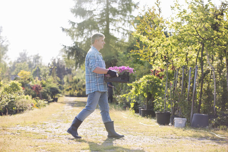 Full length side view of gardener walking while carrying crate of flower pots in gardenの写真素材