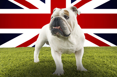 Full-length of British Bulldog standing in front of Union Jackの写真素材
