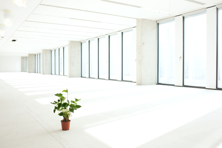 Potted plant in empty office