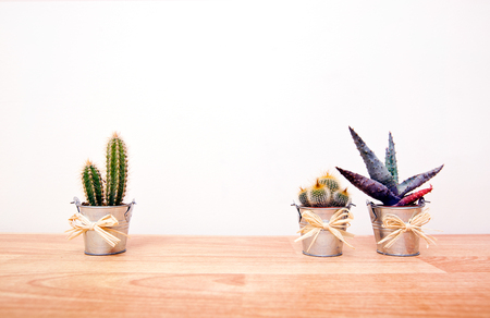 A variety of Cacti in potsの写真素材