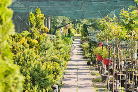 Walkway at plant nurseryの写真素材