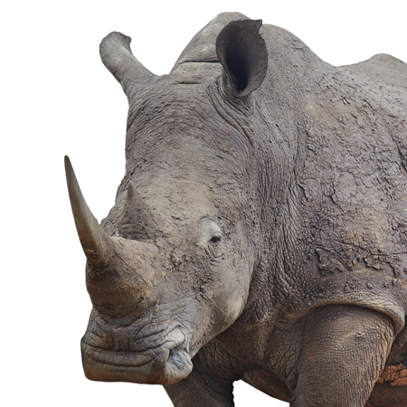 Rhinoceros standing over white backgroundの写真素材