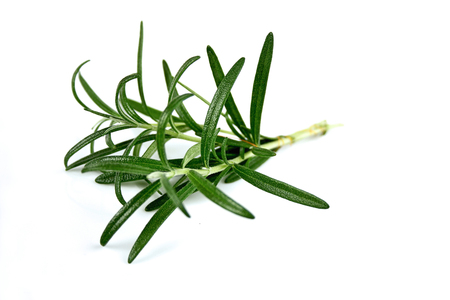 Close-up of rosemary on white backgroundの写真素材