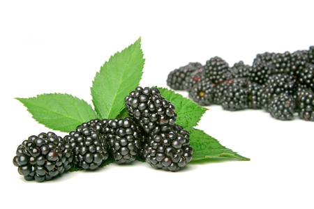 Studio soht of blackberries on white backgroundの写真素材