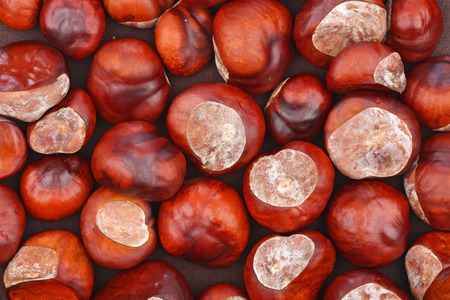 Chestnut on wooden background - studio shotの写真素材