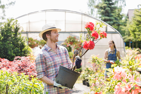 Male gardener examining flower pot with colleague standing in background outside greenhouseの写真素材
