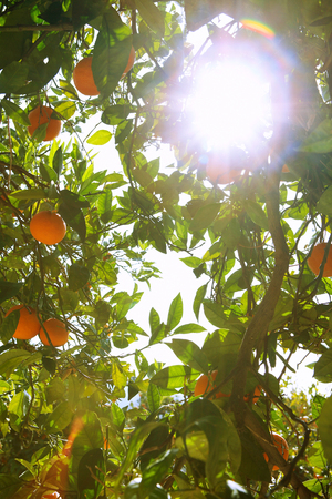 Low angle view of sun shining through orange treeの写真素材