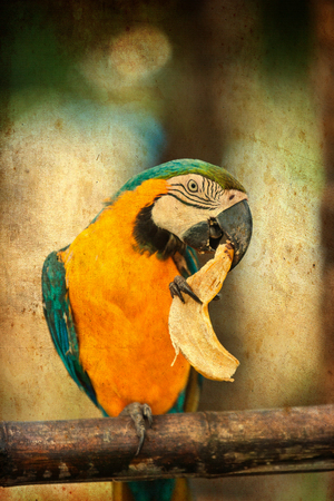 Parrot eating a bananaの写真素材