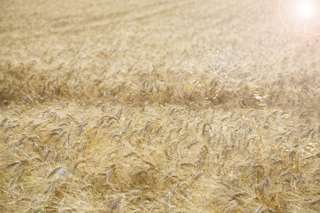 Field of Wheat in morning sunshineの写真素材