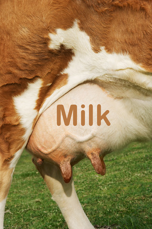 Extreme closeup of brown cow's udder with the word milk written on itの写真素材