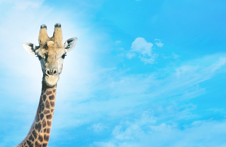 Giraffe with head in clouds,の写真素材