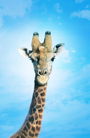 Giraffe with head in clouds,の写真素材