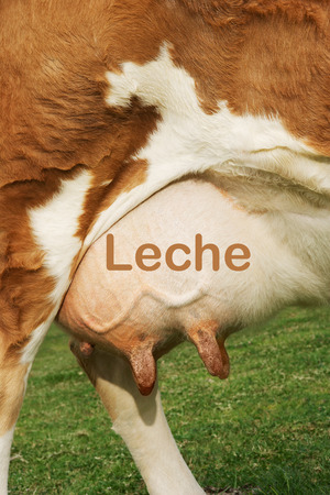 Extreme closeup of brown cow's udder with the writing Lecheの写真素材
