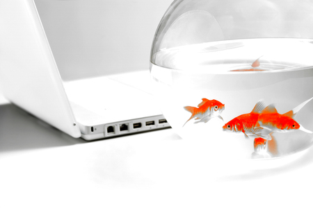 Gold fish in bowlの写真素材
