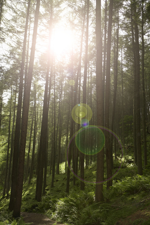 Woods in Summerの写真素材
