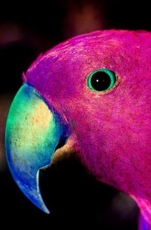 Pink Parrotの写真素材