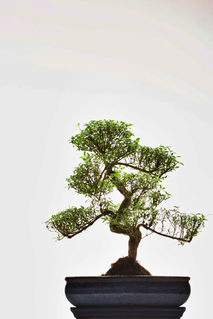 Bonsai Treeの写真素材