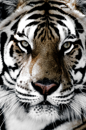 Tiger close-up of faceの写真素材