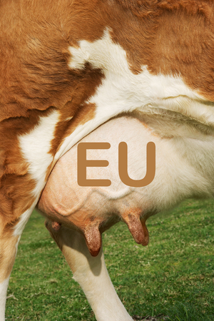 Extreme closeup of brown cow's udder with the words EUの写真素材
