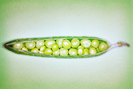 Open pea pod containing peas close-upの写真素材