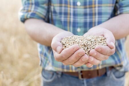 Farmer holding wheat seeds in hands cupped at farmの写真素材