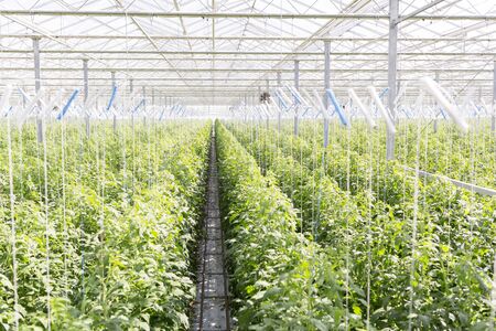 View of fresh organic plants growing in greenhouseの写真素材