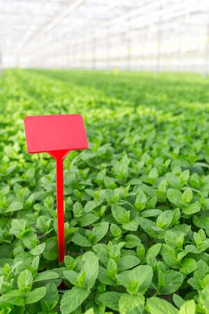Blank red label amidst herbs growing in greenhouseの写真素材