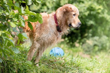 Side view of Golden retriever by plant on grass at parkの写真素材