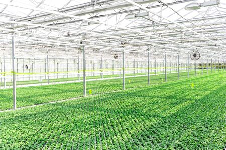 Herbs growing in greenhouseの写真素材