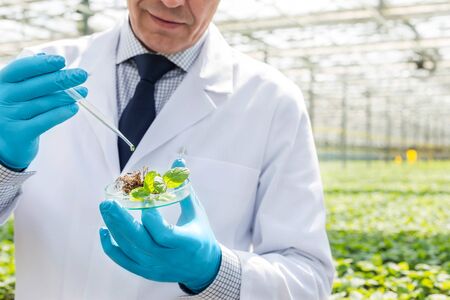 Midsection of male biochemist using pipette on seedling in petri dish at greenhouseの写真素材