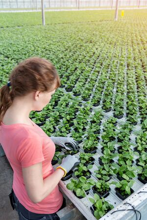 Young female botanist examining seedlings in plant nurseryの写真素材
